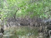 mangrovemetsää